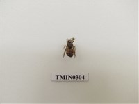 藏品(義大利蜂)的圖片